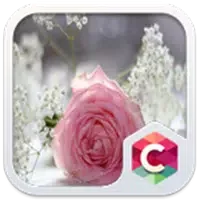 Pretty Pink Rose Theme Latest